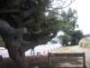 ynewzealandchristchurchnewbrightonbeach_small.jpg