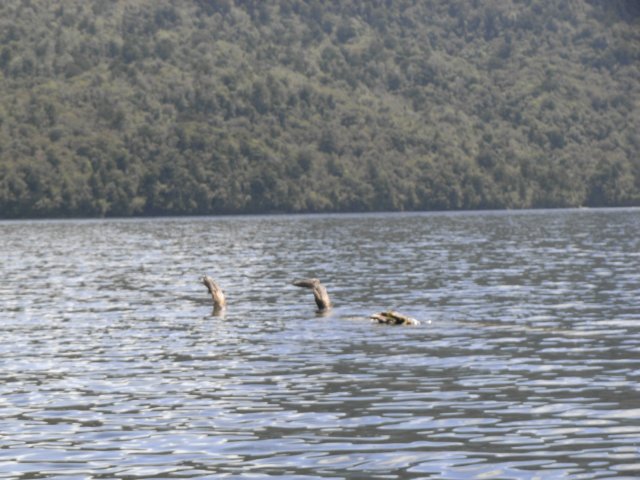 lnewzealandlakebrunner.jpg