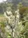newzealandarthurspass12_small.jpg