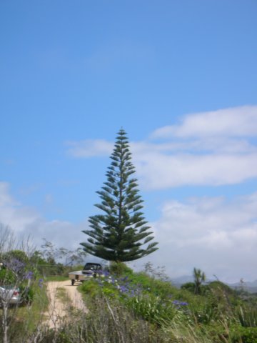newzealandgoldenbaykingsesplanadereserve2.jpg