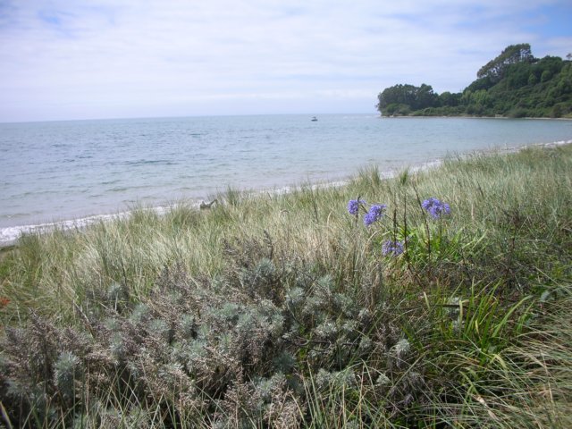 newzealandgoldenbaykingsesplanadereserve4.jpg