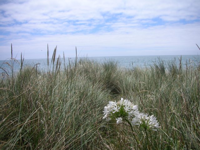 newzealandgoldenbaykingsesplanadereserve6.jpg