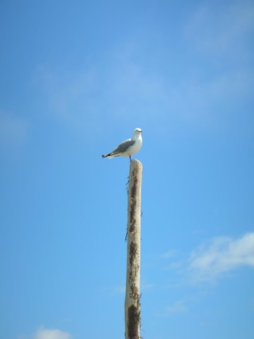 newzealandgoldenbaykingsesplanadereserve7.jpg