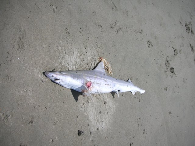 newzealandgoldenbaykingsesplanadereserveshark.jpg