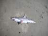 newzealandgoldenbaykingsesplanadereserveshark_small.jpg