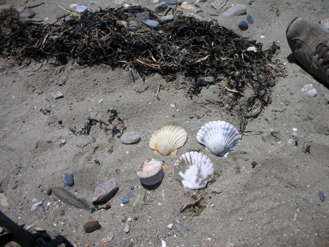 newzealandgoldenbaykingsesplanadereserveshells.jpg