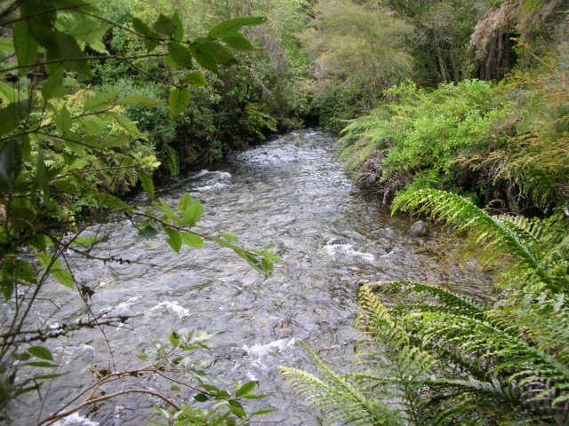 newzealandgoldenbaytewaikorupupusprings27.jpg