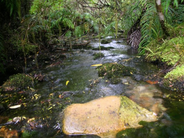 newzealandgoldenbaytewaikorupupusprings4.jpg