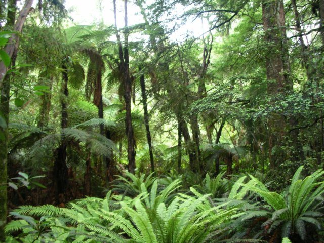 newzealandgoldenbaytewaikorupupusprings5.jpg