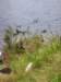 newzealandlakebrunner11_small.jpg