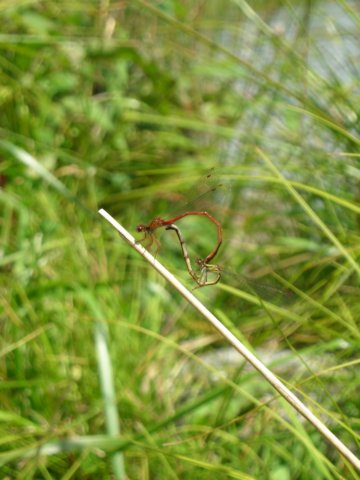 newzealandlakebrunner5.jpg