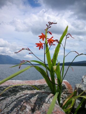 newzealandlakebrunner7.jpg