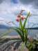newzealandlakebrunner7_small.jpg