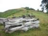 newzealandnelsonbotanicalreserve17_small.jpg