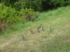 newzealandnelsonbotanicalreserve23_small.jpg