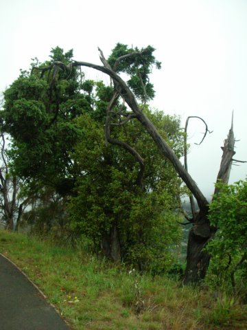 newzealandnelsonbotanicalreserve7.jpg