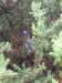 newzealandnelsonbotanicalreservejamiesbottle2_small.jpg