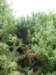 newzealandnelsonbotanicalreservejamiesbottle_small.jpg