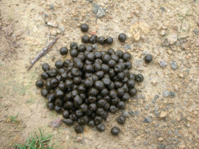newzealandnelsonbotanicalreservesheepsshit.jpg