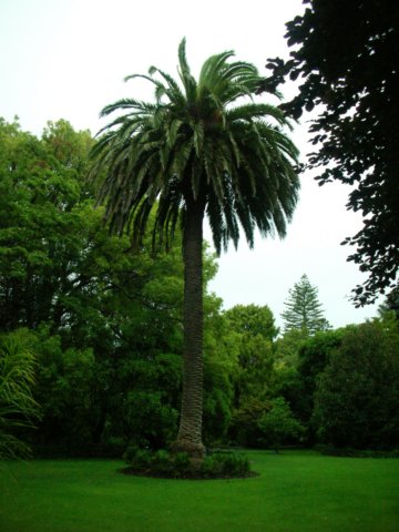 newzealandnelsonqueensgarden.jpg