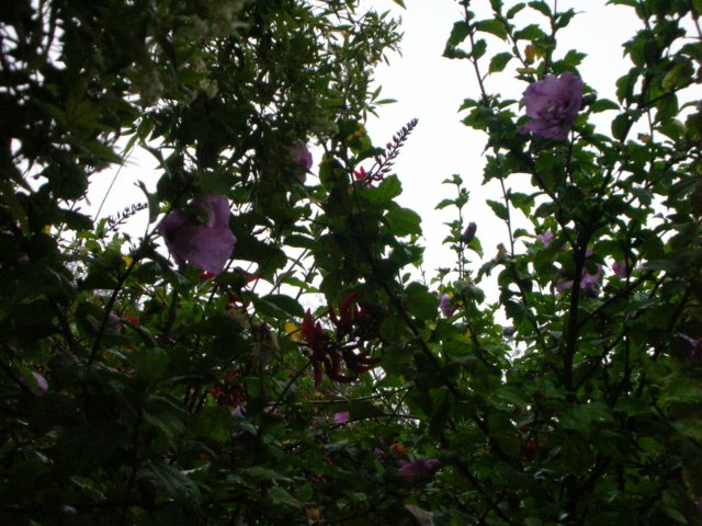 newzealandnelsonqueensgarden23.jpg