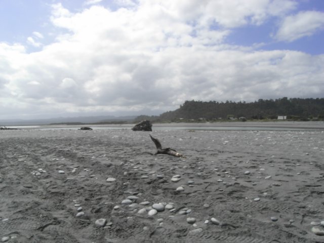 newzealandokaritobeach23.jpg