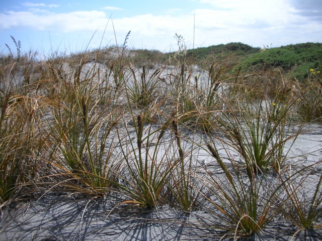 newzealandokaritobeach28.jpg