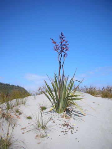 newzealandokaritobeach29.jpg