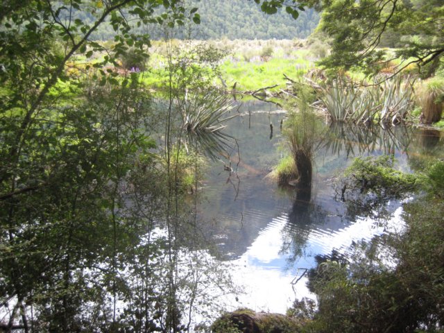 bnewzealandbackfrommilfordsoundmirrorlake.jpg