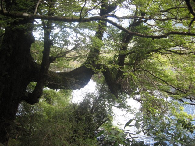 dnewzealandbackfrommilfordsoundmirrorlake.jpg