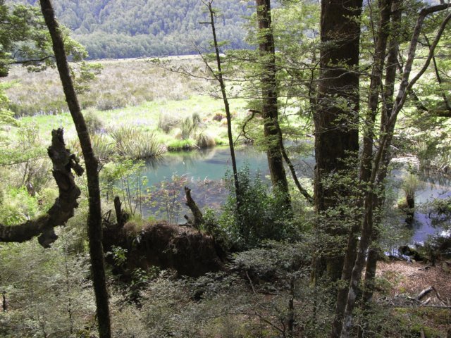 newzealandbackfrommilfordsoundmirrorlake2.jpg