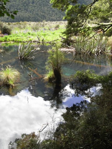 newzealandbackfrommilfordsoundmirrorlake3.jpg