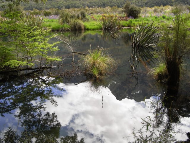 newzealandbackfrommilfordsoundmirrorlake4.jpg