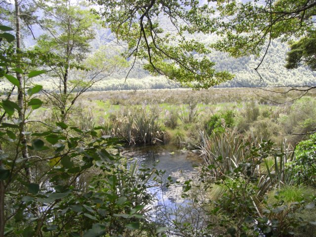 newzealandbackfrommilfordsoundmirrorlake6.jpg