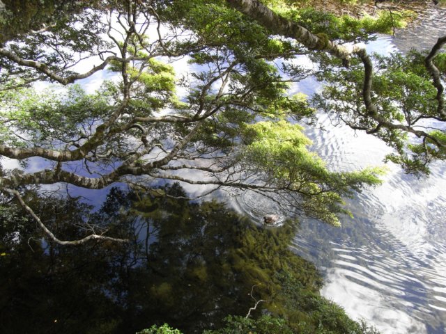 newzealandbackfrommilfordsoundmirrorlake7.jpg