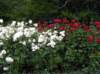 newzealandinvercargillqueenspark11_small.jpg