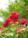 newzealandinvercargillqueenspark12_small.jpg