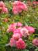newzealandinvercargillqueenspark13_small.jpg