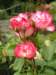 newzealandinvercargillqueenspark14_small.jpg