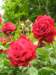 newzealandinvercargillqueenspark15_small.jpg