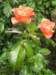 newzealandinvercargillqueenspark16_small.jpg