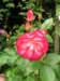 newzealandinvercargillqueenspark17_small.jpg