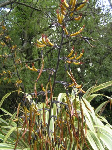 newzealandinvercargillqueenspark21.jpg