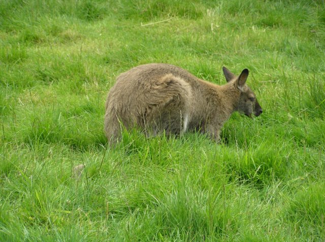 newzealandinvercargillqueenspark29.jpg