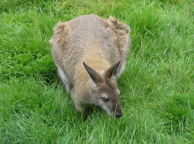 newzealandinvercargillqueenspark30.jpg