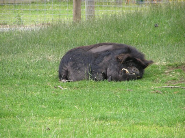 newzealandinvercargillqueenspark34.jpg