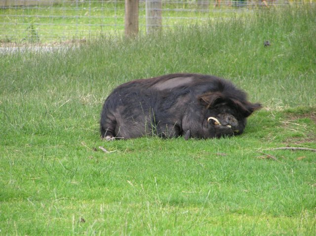 newzealandinvercargillqueenspark34.jpg