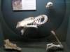 newzealandinvercargillsouthlandmuseumartgallery10_small.jpg