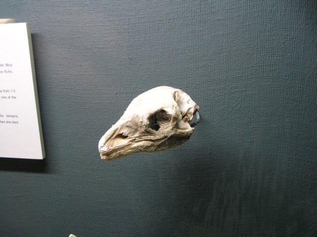 newzealandinvercargillsouthlandmuseumartgallery11.jpg