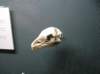 newzealandinvercargillsouthlandmuseumartgallery11_small.jpg